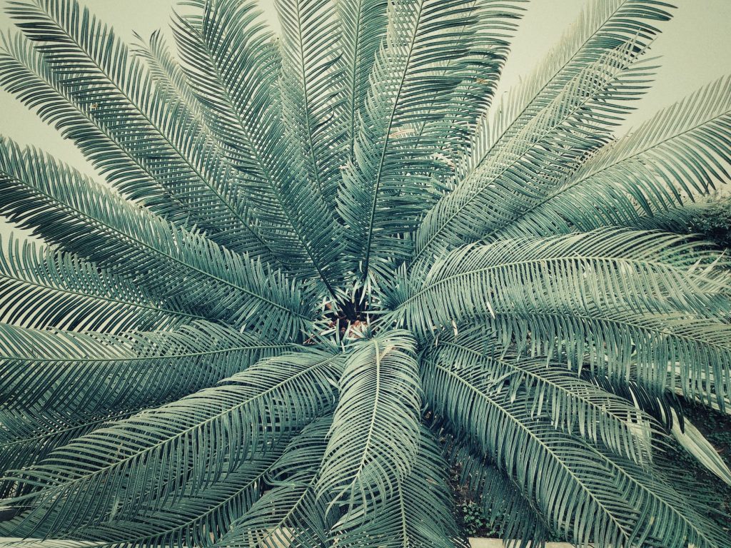 palm tree