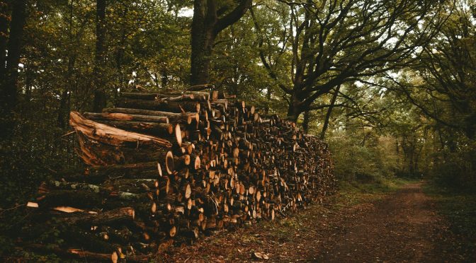 green forest with felled trees