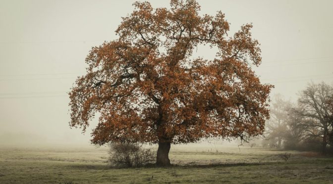 in distant photo of tree on landscape field