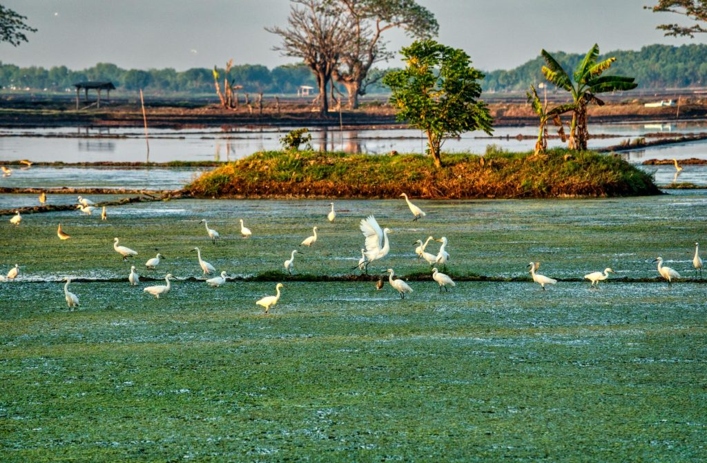 common egrets on grass coast against sea in summer