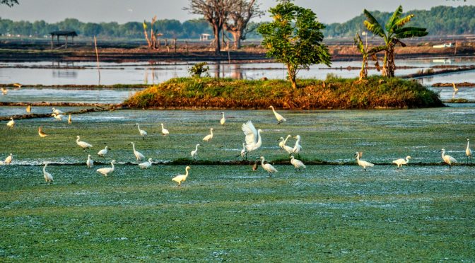 common egrets on grass coast against sea in summer