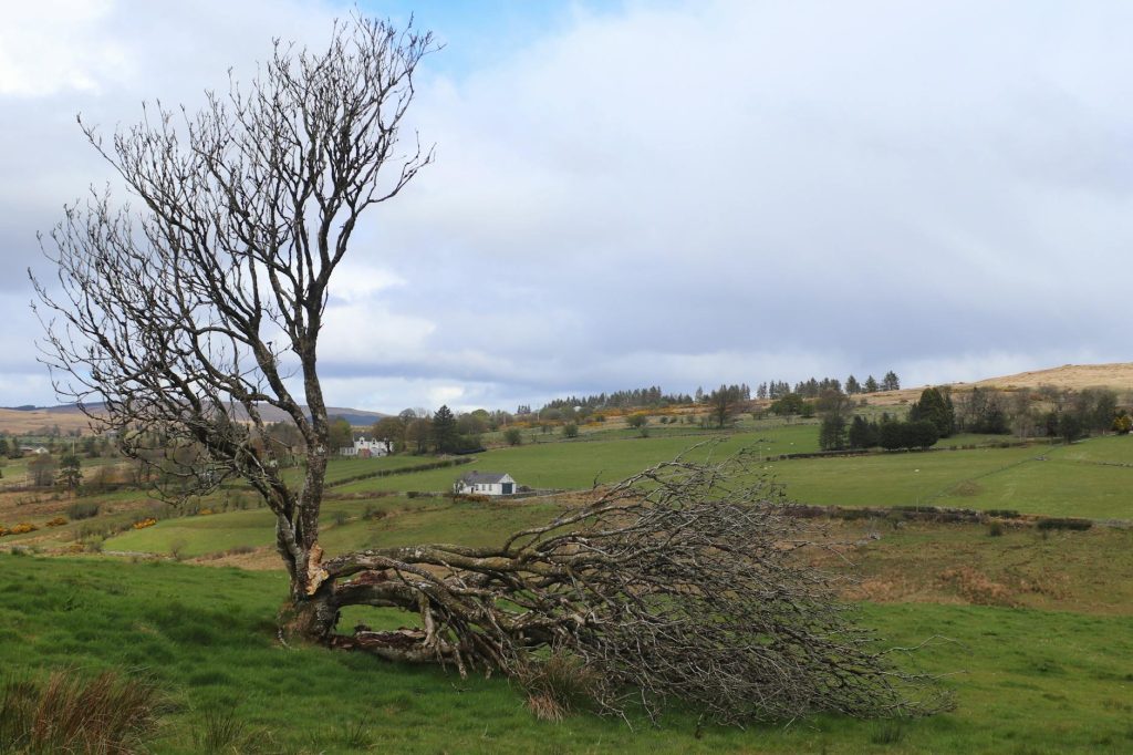 fallen tree in peaceful countryside landscape