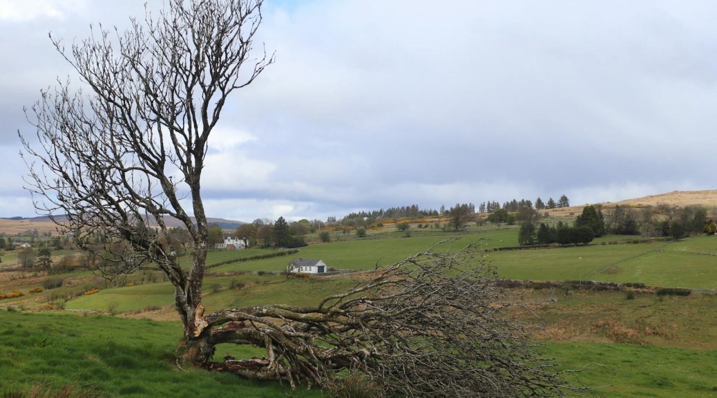 fallen tree in peaceful countryside landscape